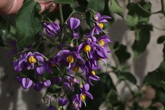 Solanum dulcamaroides