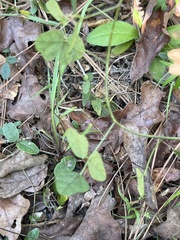 Phaseolus polystachios sinuatus