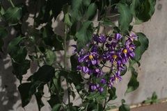 Solanum dulcamaroides