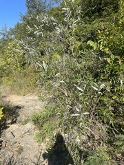 Salix caroliniana