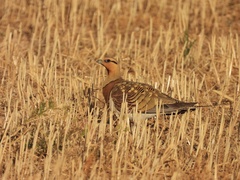 Pterocles alchata