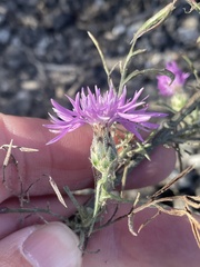 Centaurea stoebe