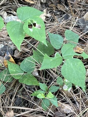 Phaseolus polystachios