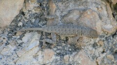 Sceloporus merriami