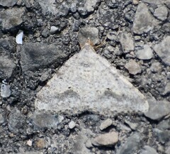 Frederickia s-signata