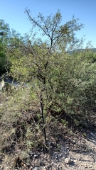 Berberis trifoliolata