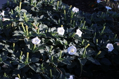 Datura innoxia