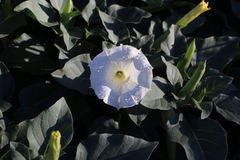 Datura innoxia