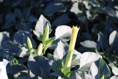 Datura innoxia