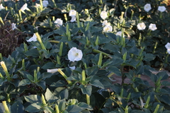 Datura innoxia