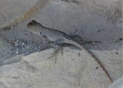 Sceloporus merriami