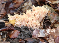 Ramaria formosa