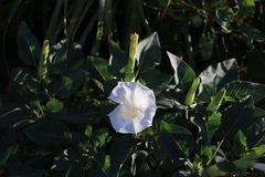 Datura innoxia