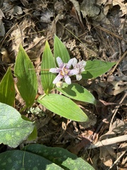 Tricyrtis hirta