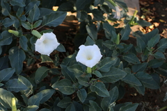 Datura innoxia