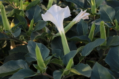Datura innoxia