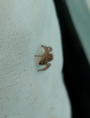 Thyene imperialis