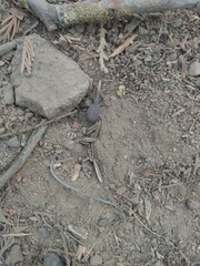 Scaphinotus angusticollis