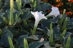 Datura innoxia