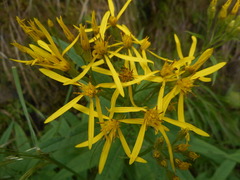 Senecio ovatus