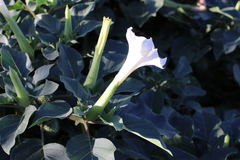 Datura innoxia