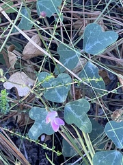 Phaseolus polystachios sinuatus