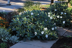 Datura innoxia