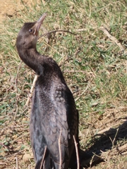 Microcarbo africanus