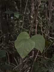 Phaseolus polystachios