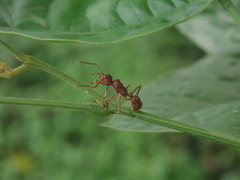 Ectatomma tuberculatum