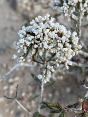 Eriogonum microtheca simpsonii