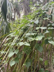 Phaseolus polystachios