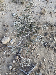 Eriogonum microtheca simpsonii