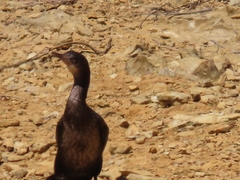 Microcarbo africanus