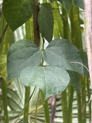 Phaseolus polystachios