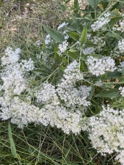 Eupatorium