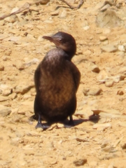 Microcarbo africanus