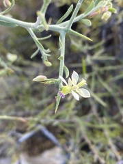 Rhinotropis acanthoclada