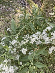 Eupatorium