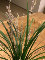 Liriope spicata