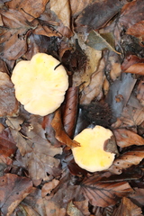 Cantharellus cibarius