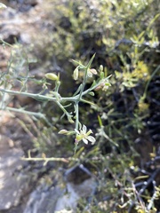 Rhinotropis acanthoclada