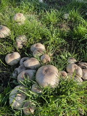 Agaricus augustus augustus