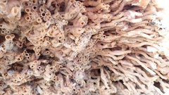 Petaloconchus varians