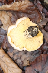 Cantharellus cibarius