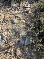 Rhinotropis acanthoclada