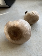 Agaricus augustus augustus