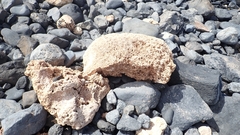 Petaloconchus varians