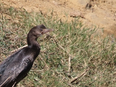 Microcarbo africanus