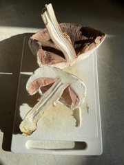 Agaricus augustus augustus